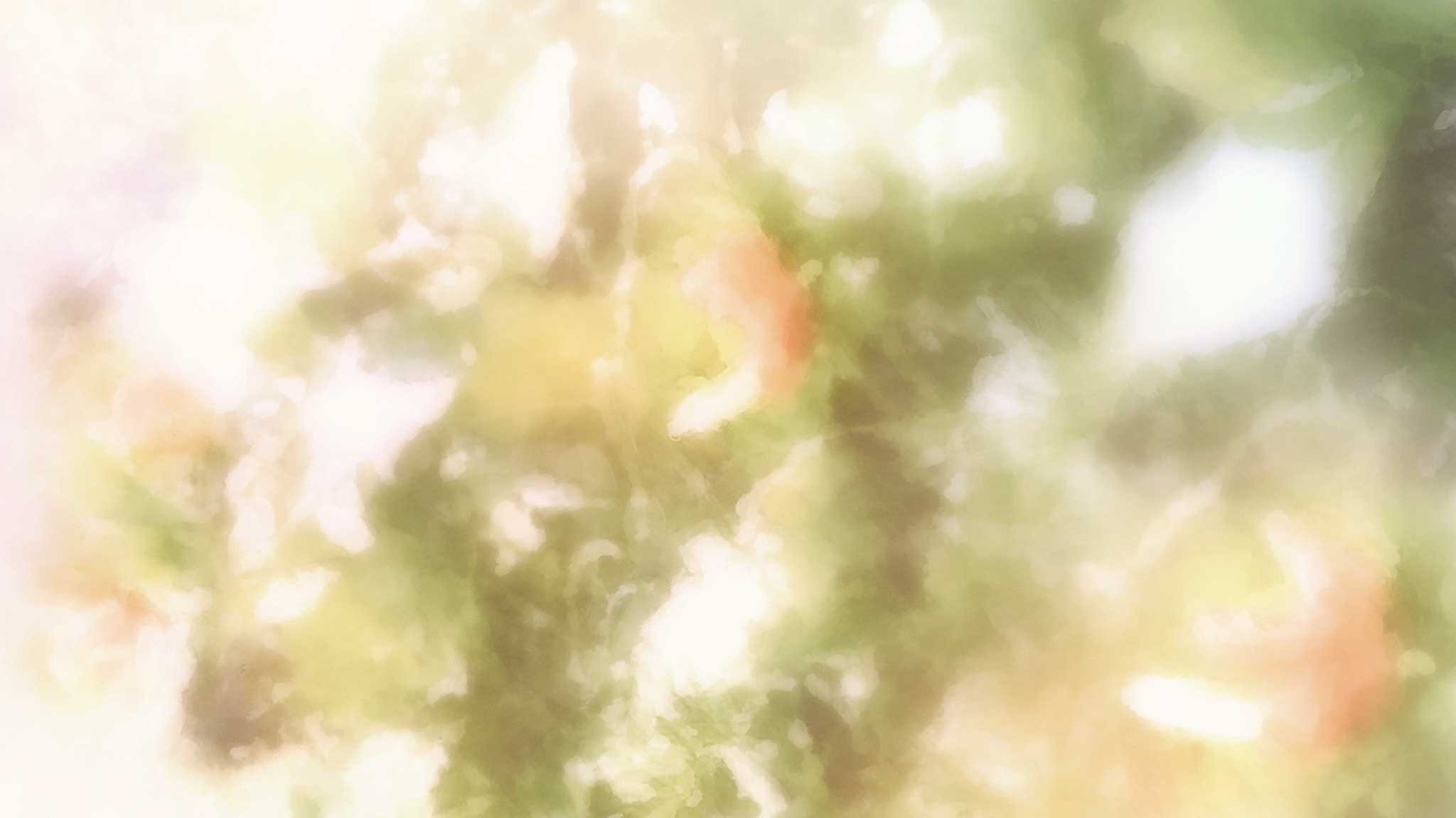 『ばらかもん』ED・木漏れ日の風景